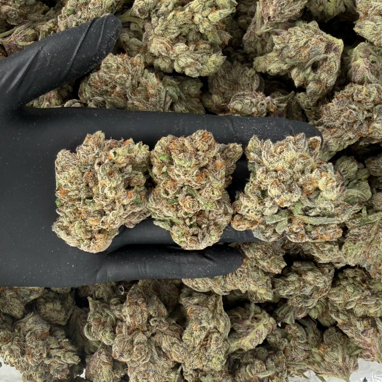 Purple Reign