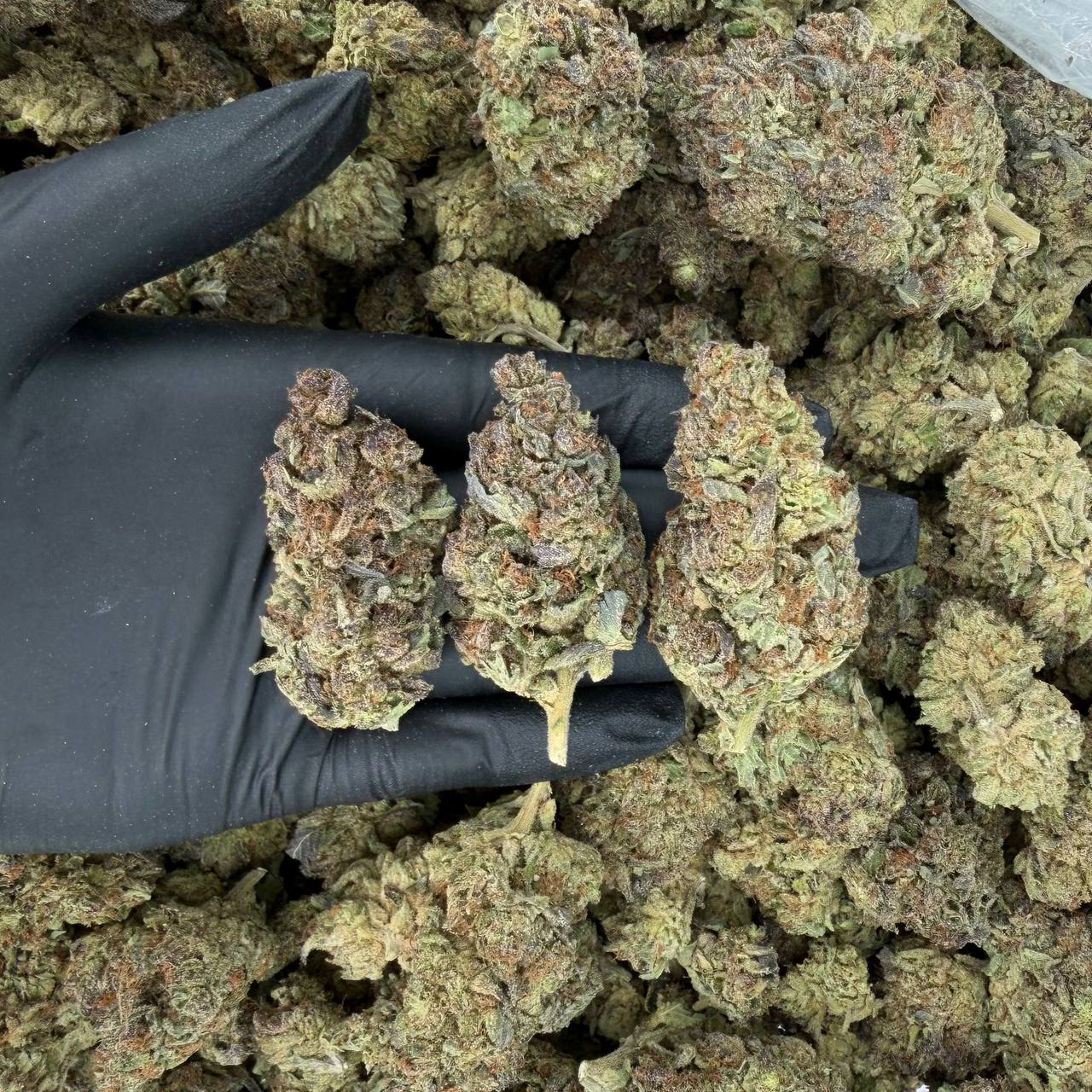 Grape Soda