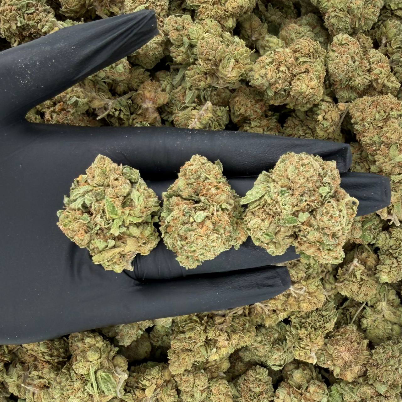 Chem De La Chem
