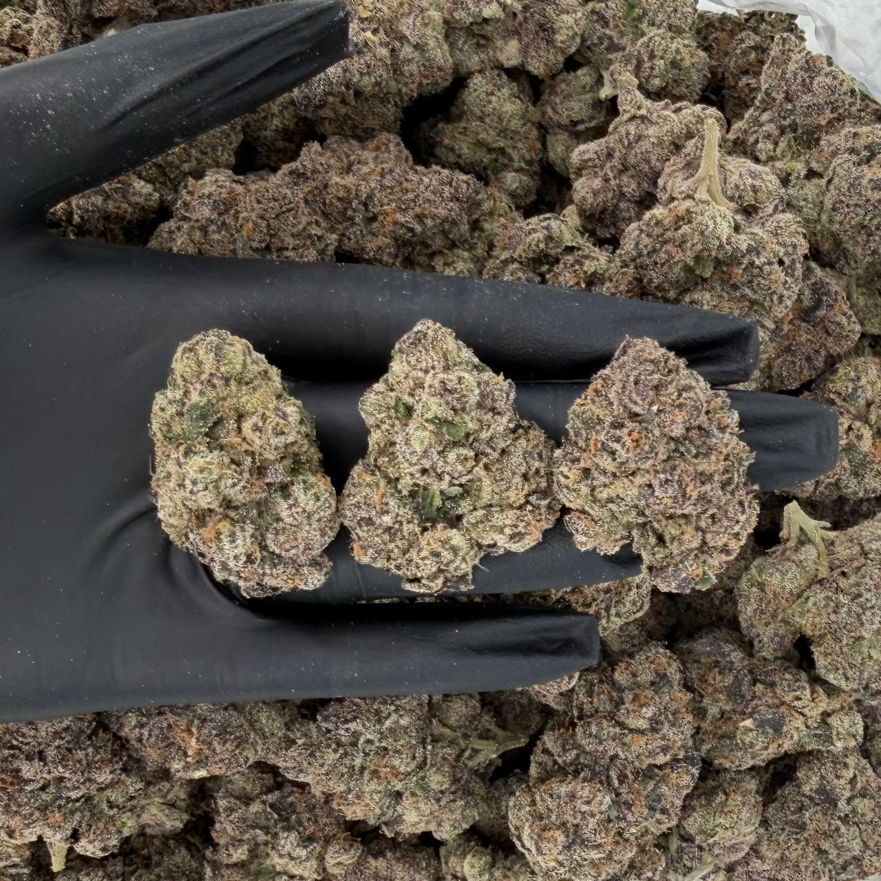 Terminator OG