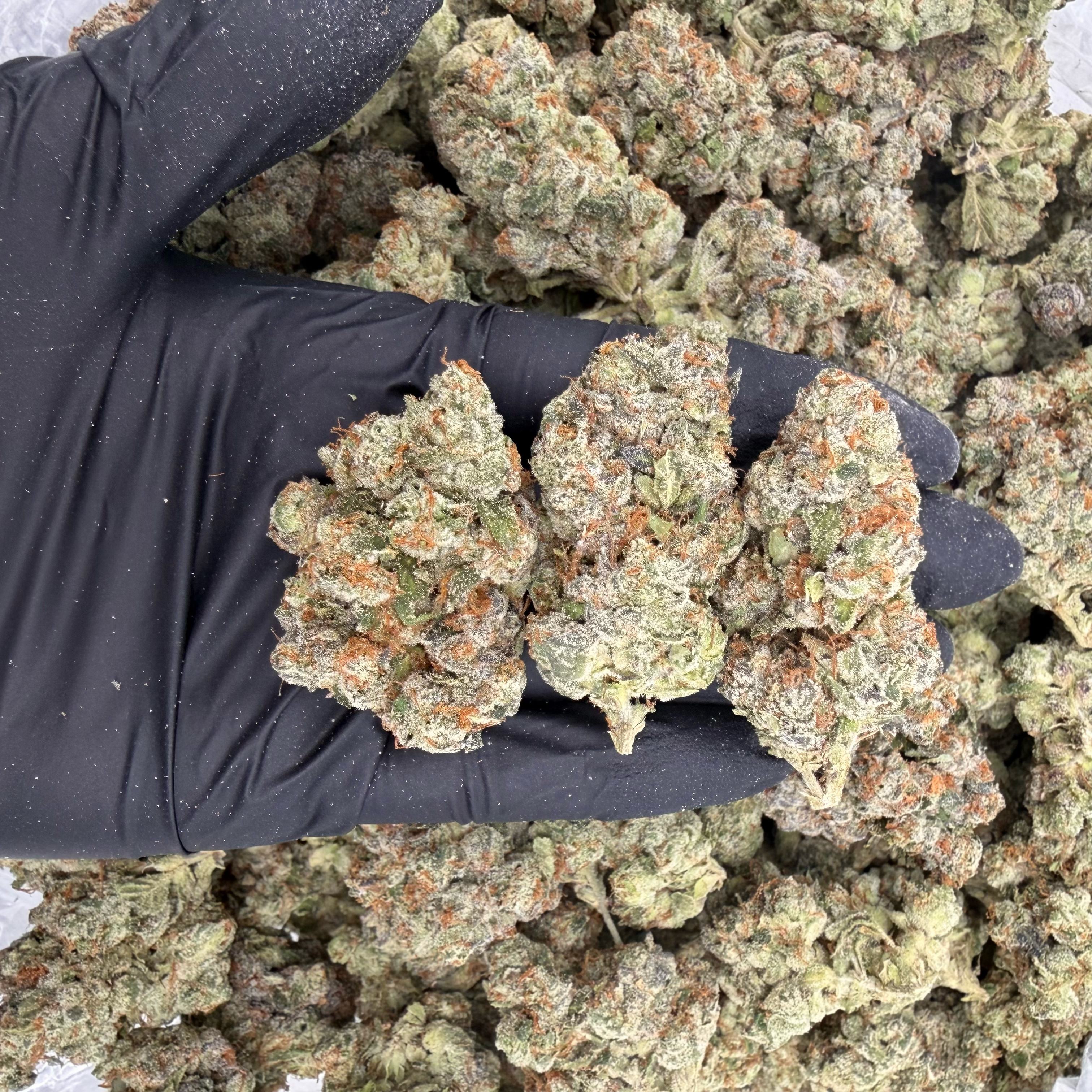Sour Power OG