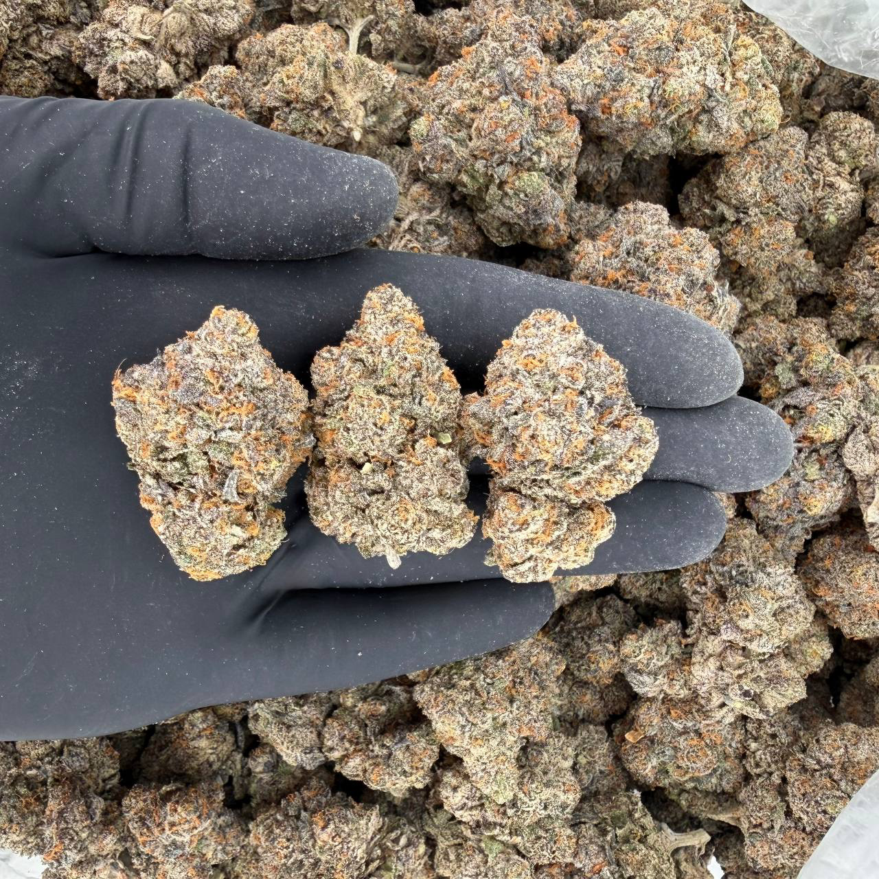 Bolo (Platinum Tier)