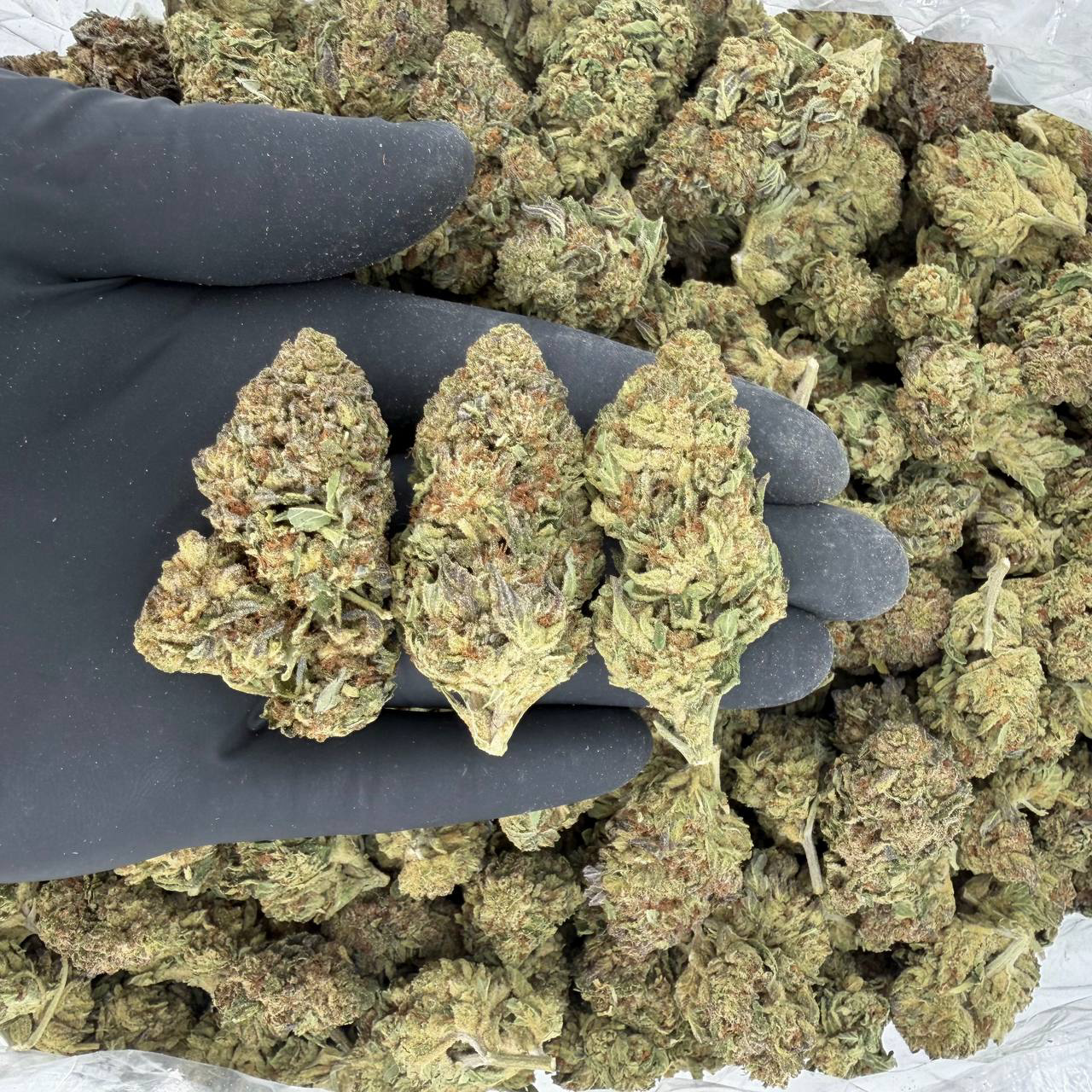 Interstellar Overdrive (Solar Skunk)