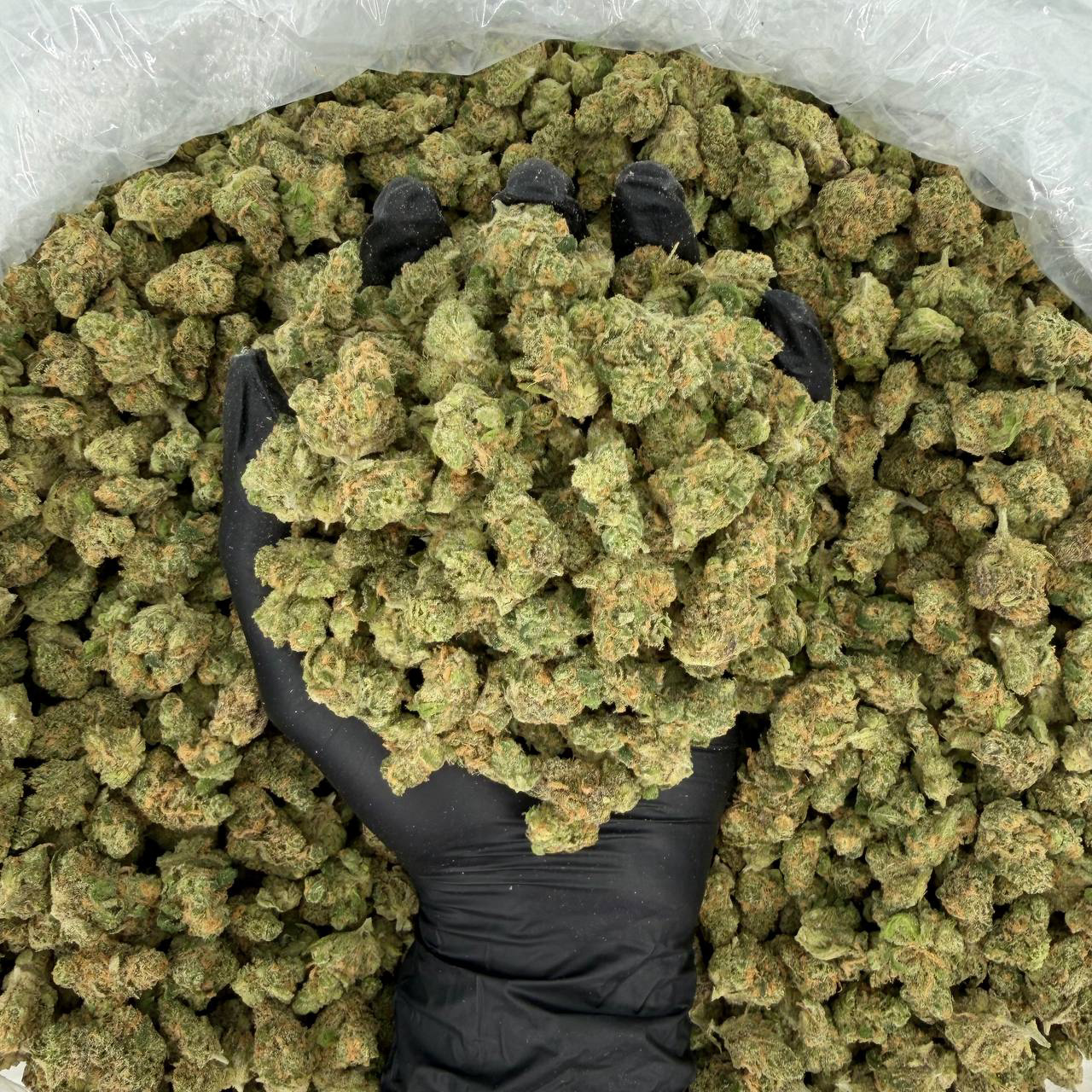 Exotic Smalls: Blue Dream