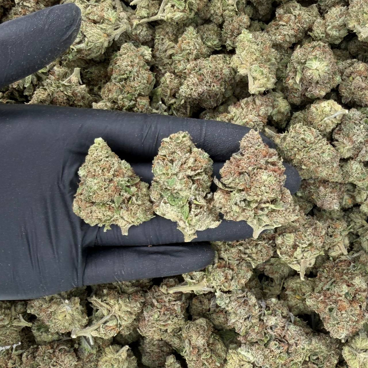 Purple Papaya