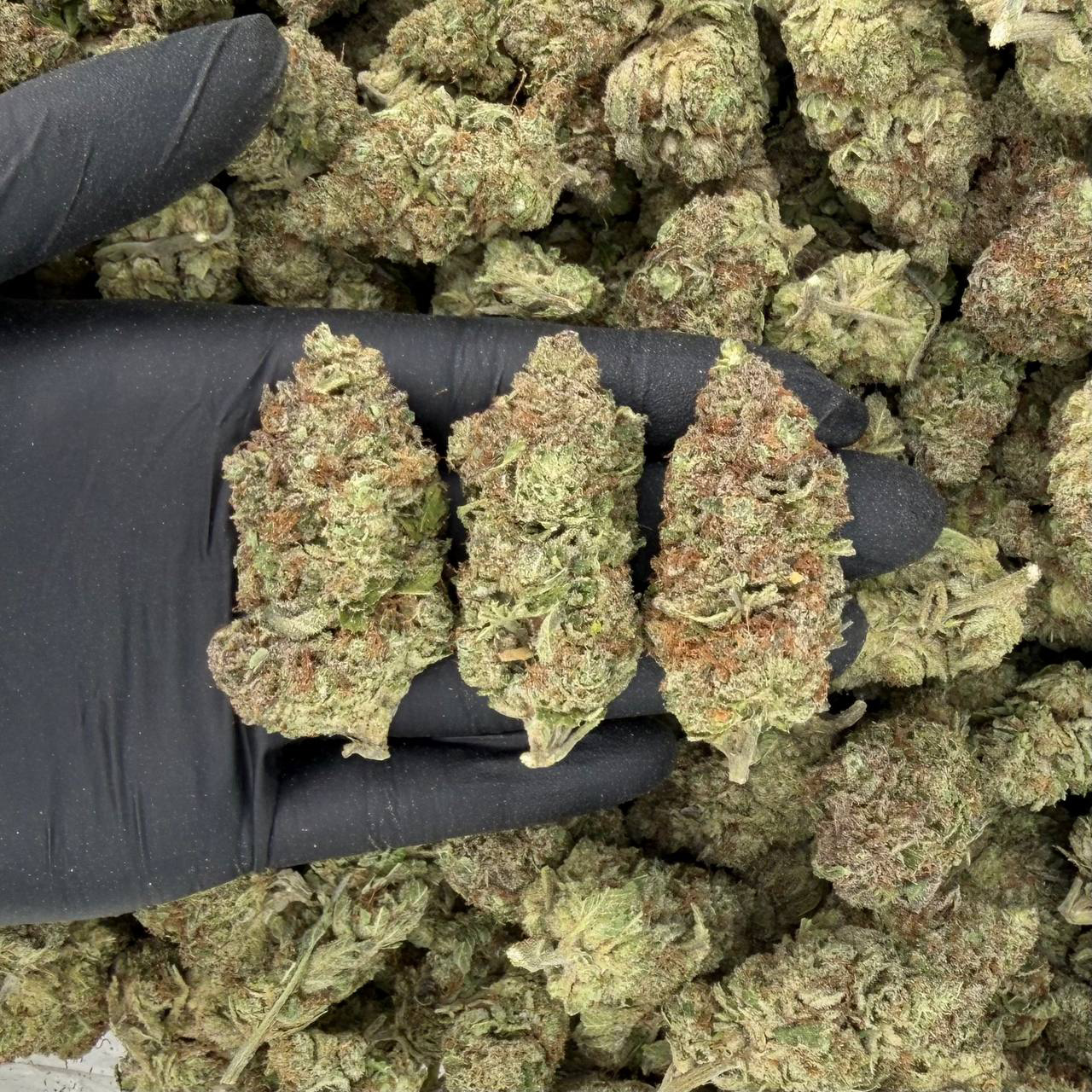 Purple Skunk