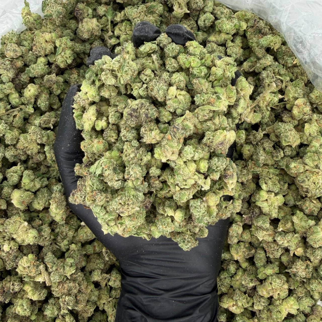 Exotic Smalls: Sour Runtz